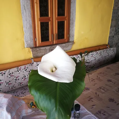 Cozy Under The Vine Apartman Sezana